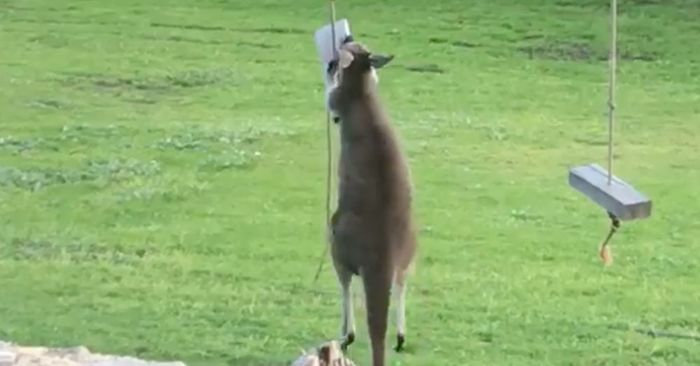 Source: Facebook/Anita Kuhberger All this kangaroo wants to do is swing.