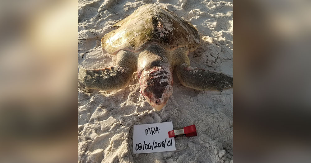 Source: Facebook/South Walton Turtle Watch The Kemp's Ridley sea turtle was dead when it washed ashore.