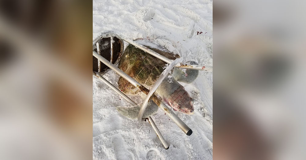 Source: Facebook/South Walton Turtle Watch The turtle drowned while trying to escape from a barstool.