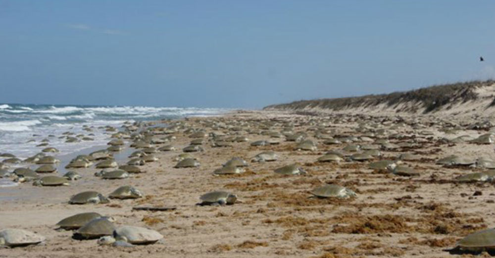 Source: National Park Service During the arribada, thousands of turtles come ashore to lay eggs.