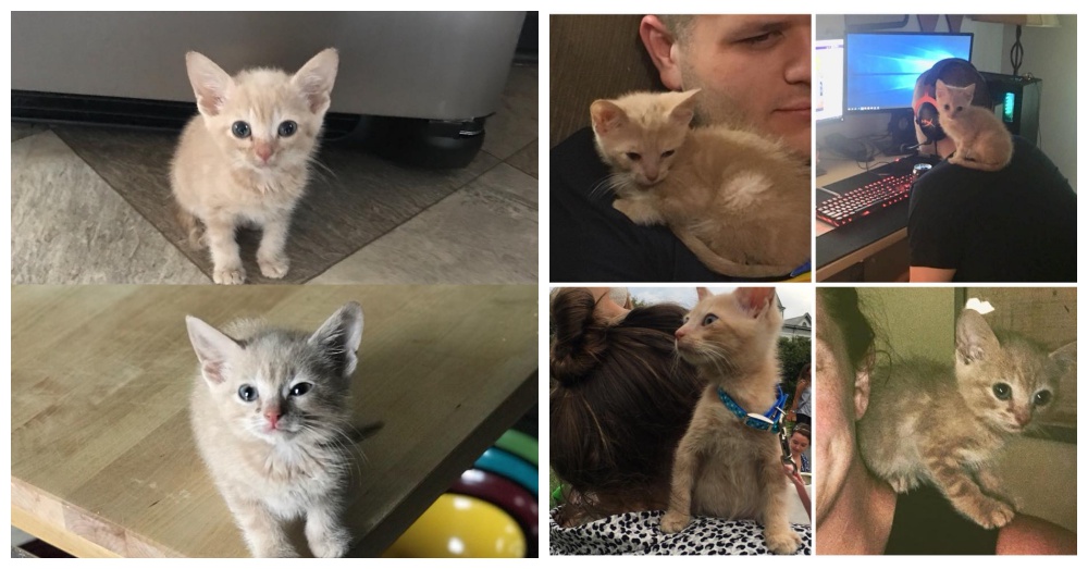 kitten feeding station