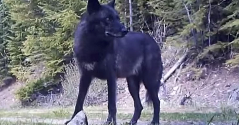 Source: YouTube/KREM2 Wolves can pose a serious threat to hikers.