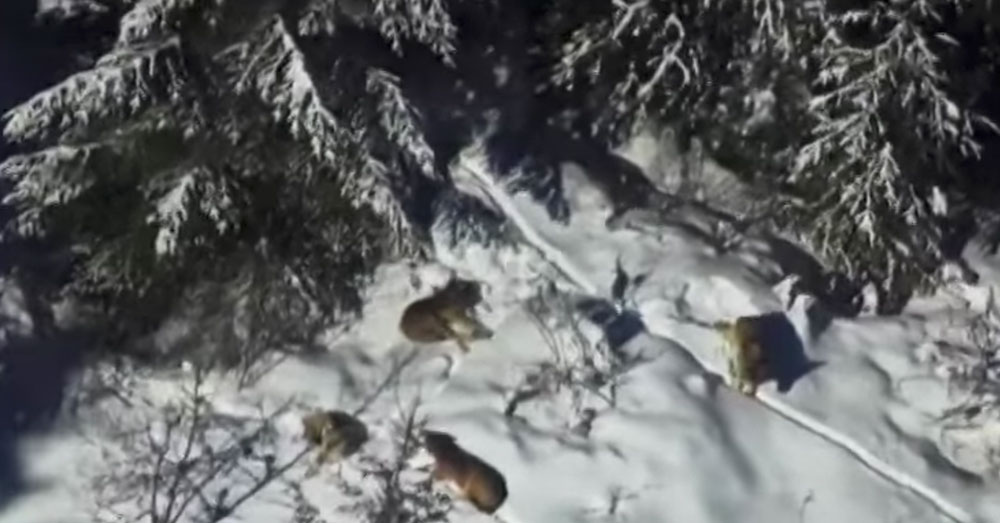 Source: YouTube/KREM2 The Loup Loup wolf pack makes its home in Okanogan County.