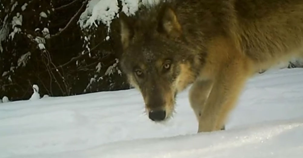 Source: YouTube/KREM2 The state Fish and Wildlife department has promised to put signs up, showing where the wolves may be present.