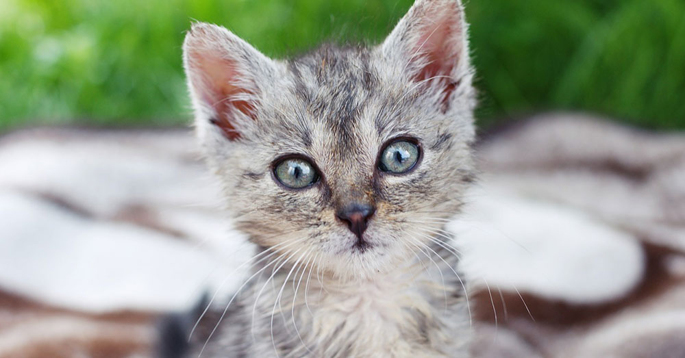 Source: Max Pixel Crehencia brought the kitten home in his jacket.
