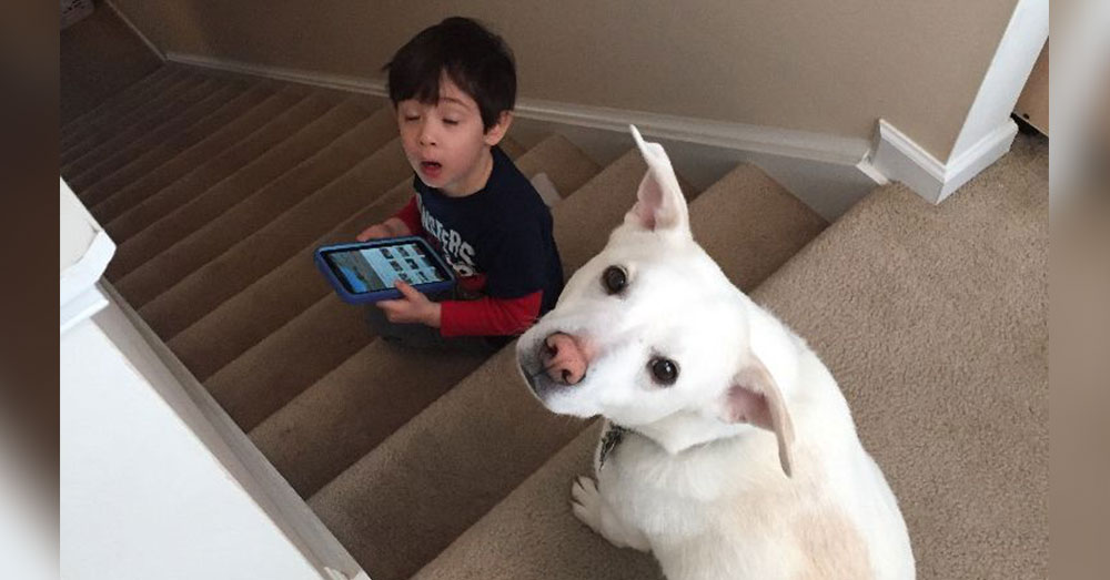 Source: GoFundMe The young boy cried himself to sleep when he learned what had happened to his dog.