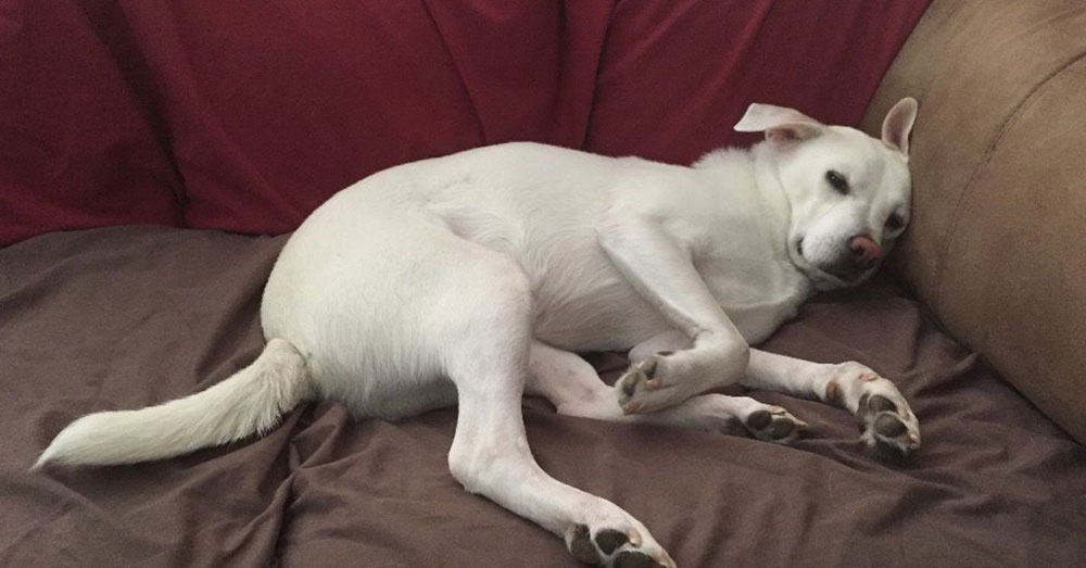 Source: GoFundMe The Animal Control facility has since acknowledged a mistake was made in euthanizing Moses.