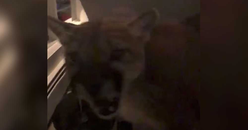Source: Facebook/FOX31 KDVR.com The mountain lion entered the home through an open screen door.