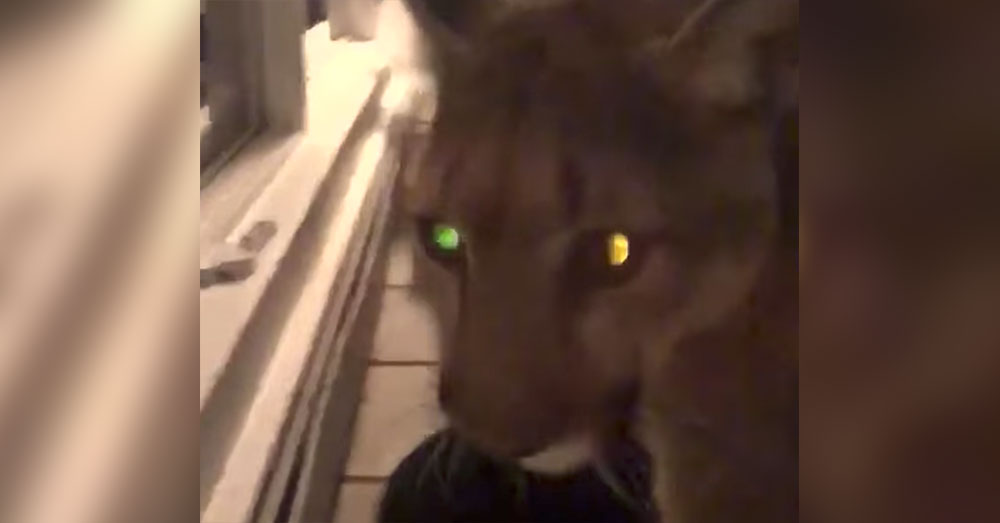Source: Facebook/FOX31 KDVR.com Wildlife agents were able to encourage the big cat to leave with non-lethal bean bag rounds.