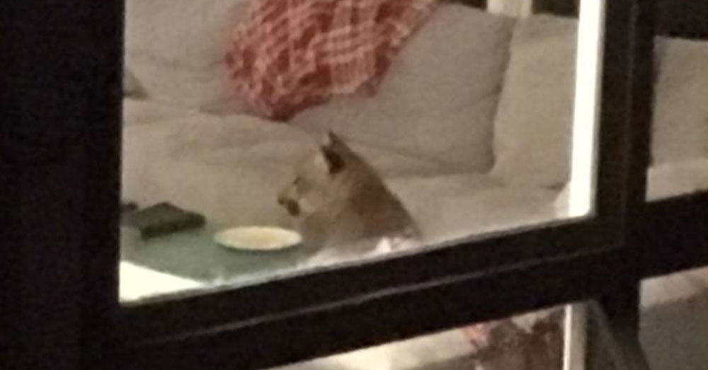 Source: Facebook/Matt Slaughter Matt and Kayla Slaughter returned to find the mountain lion inside, and their cat, Klondike, dead.