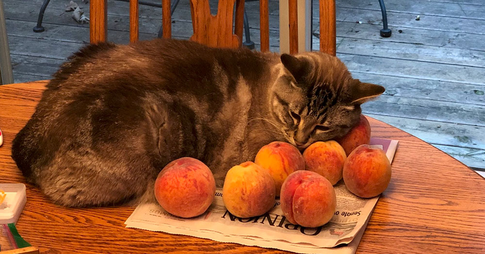 Source: Twitter/LydiaCoutre He doesn't eat the peaches, he just nuzzles them.