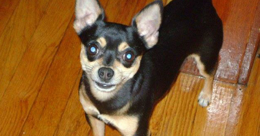 Source: Facebook/Ana Rodriguez Peanut was a 9-year-old Chihuahua.
