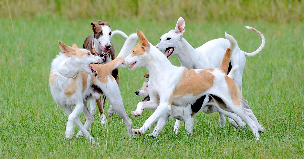 Source: Pixabay Peanut, who weighs about 8 pounds, had been left alone with another dog in the facility, who weighed 25 to 30 pounds, Flying Fur maintains.