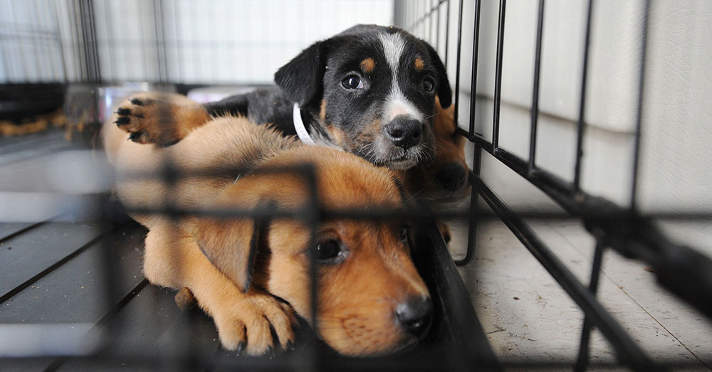 Source: Wikimedia Commons Peanut was supposed to be picked up from the shelter when the Rodriguezes returned on July 20.