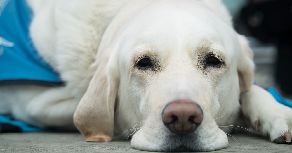 Source: Pexels There is not enough research yet to prove that medicinal marijuana is safe for animals.
