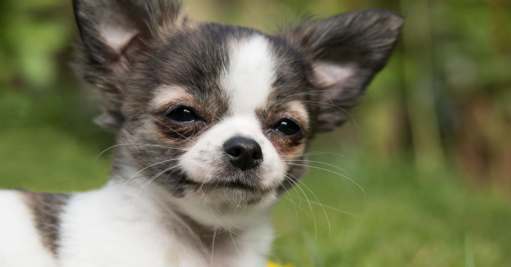 Source: Pexels Ingesting enough marijuana can send a small animal into a coma.