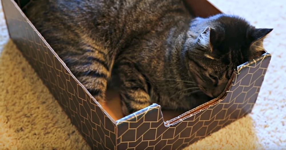 Photo: YouTube/Purrfect Cat Box