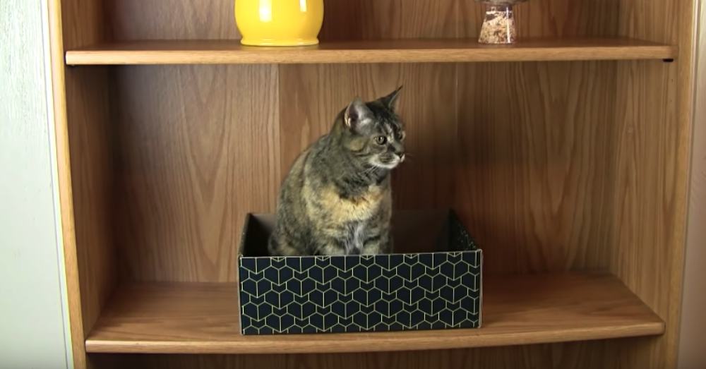 Photo: YouTube/Purrfect Cat Box