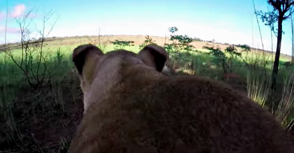 Screen Shot: YouTube/GoPro