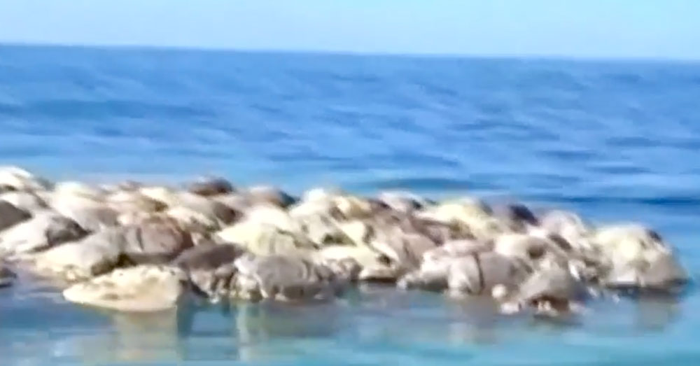 Source: YouTube/Arab News