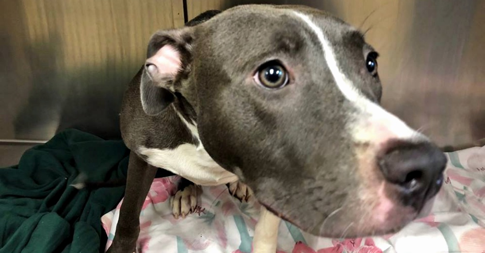 Photo: Facebook/Monmouth County SPCA