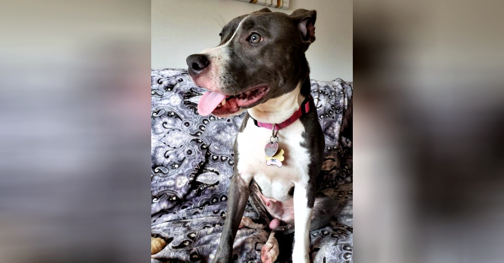Photo: Facebook/Monmouth County SPCA