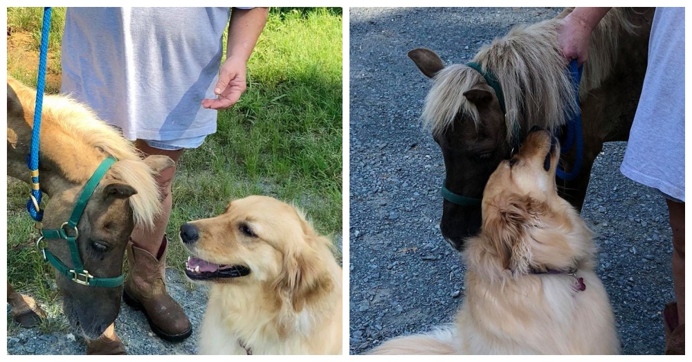 Photos: Facebook/Carolina Equine Rescue & Assistance