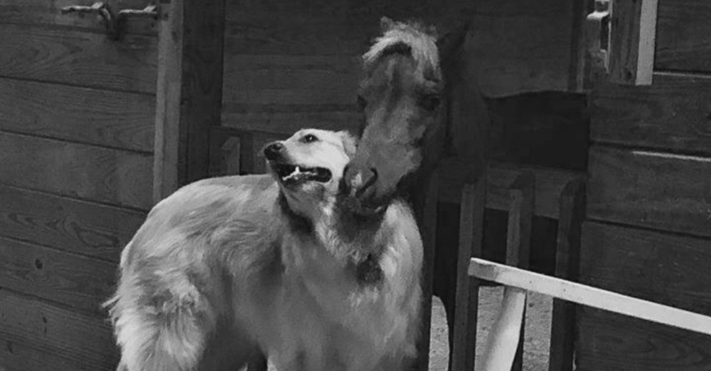 Photo: Facebook/Carolina Equine Rescue & Assistance