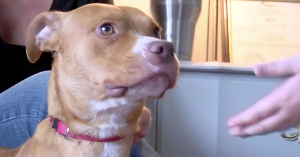 Source: Facebook/KNWA Three of the Pit Bulls will be trained as service dogs.