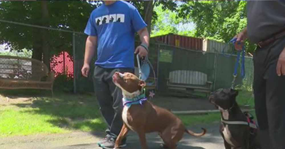 Source: Pit Bull Rescue Central Animal rescue workers rescued 15 dogs from a home in Carroll County, Arkansas.