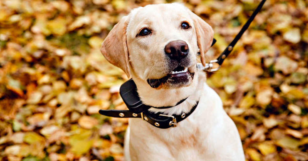 Electric Shock Dog Collars Will Be Banned The Animal Rescue Site Blog