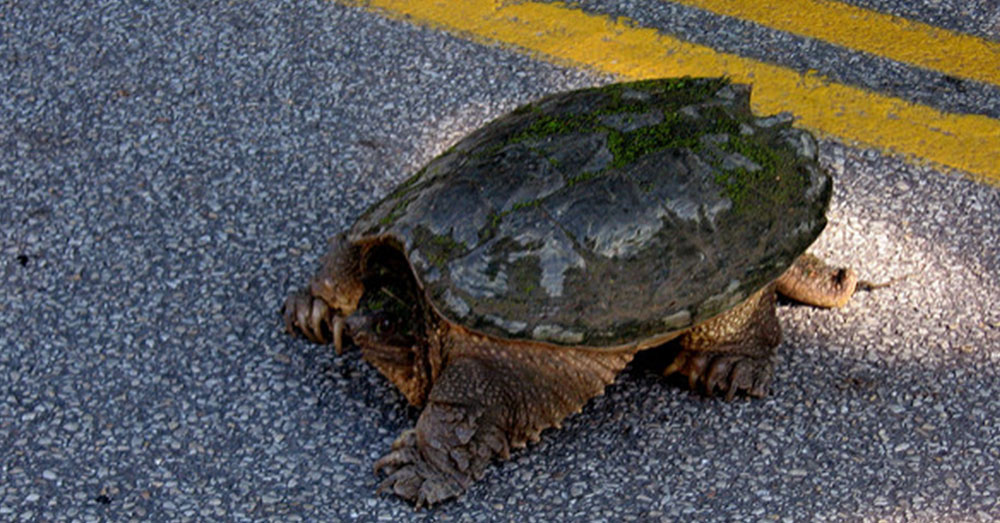Source: flickr/Kerry Wixted A snapping turtle.