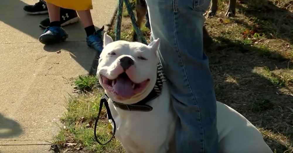 Source: YouTube/KOLR10 News Pit Bulls were banned in Springfield in 2017.