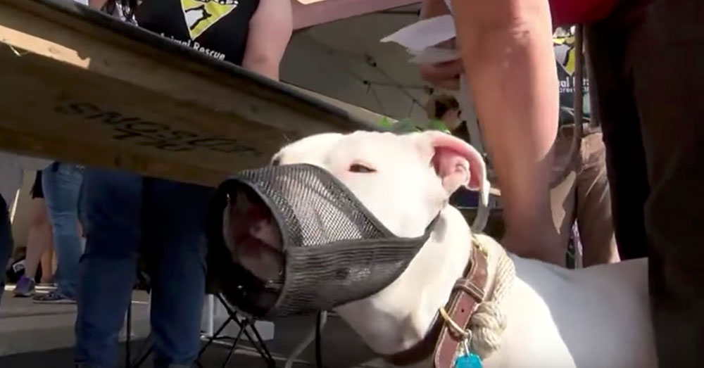 Source: YouTube/KOLR10 News The breed ban was not upheld, but Pit Bulls must still be registered in Springfield.