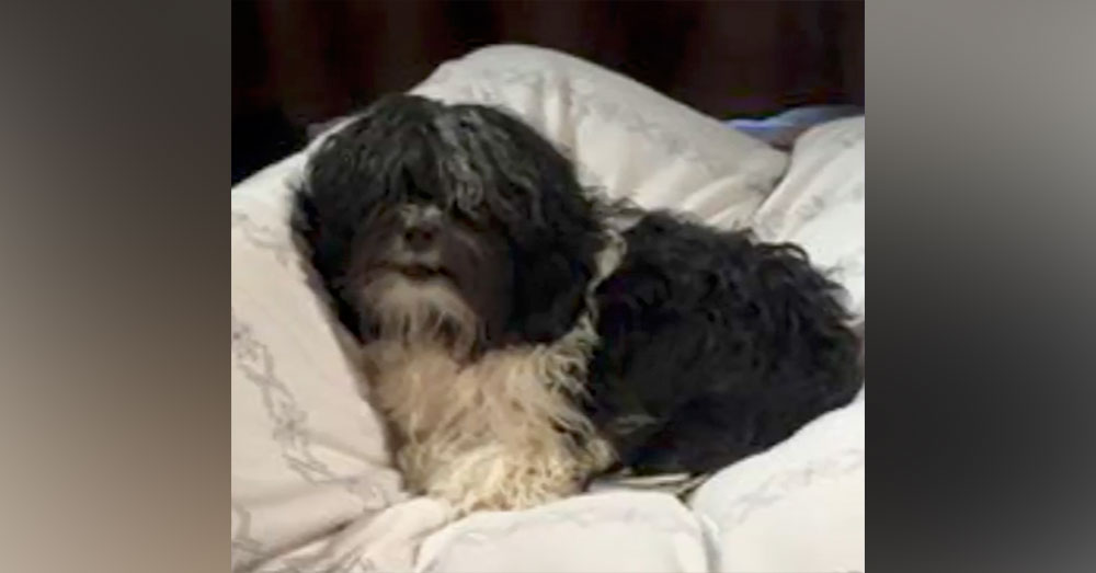 Source: YouTube/NEWS UPDATE The Stevens' dog Bramble fell into an uncovered sewer shaft.