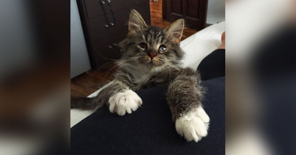 Source: Chatons Orphelins Montréal Taffy at 4 months old.