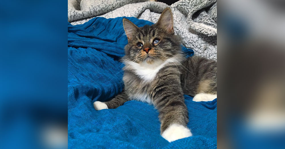 Source: Chatons Orphelins Montréal Taffy at 5 months.