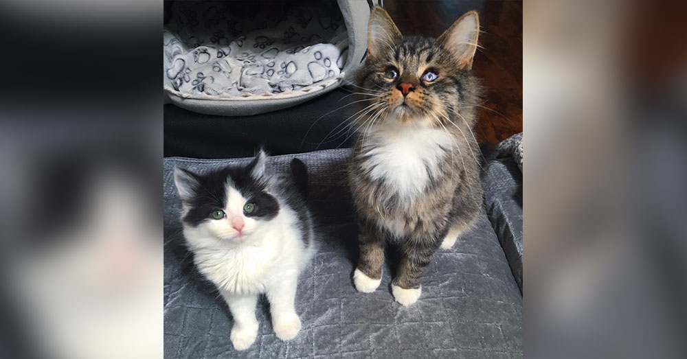 Source: Chatons Orphelins Montréal Bettina and Taffy.