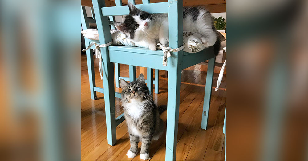 Source: Chatons Orphelins Montréal Taffy and Bettina are inseperable!