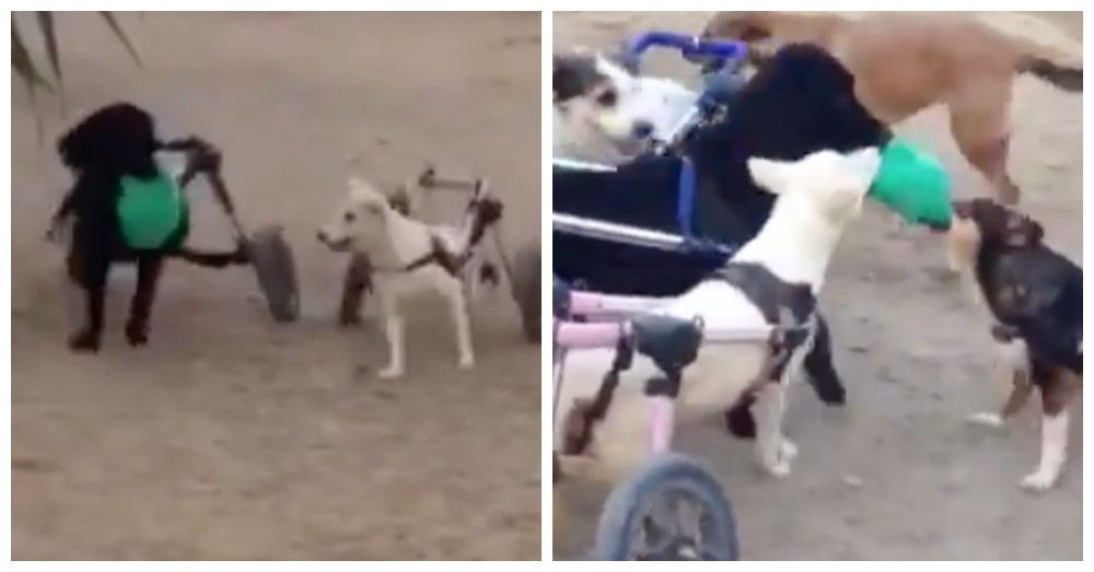 Screen Shots: Twitter/SFTAnimalRescue