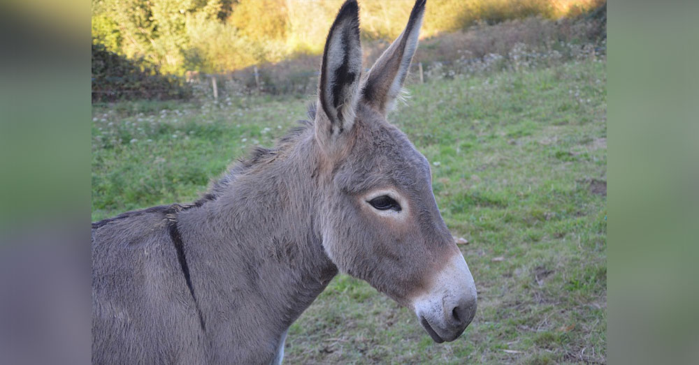 Source: Pixabay This is a real donkey.