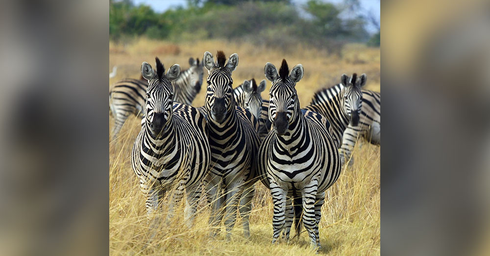 Source: Wikimedia Commons This is what zebras actually look like.