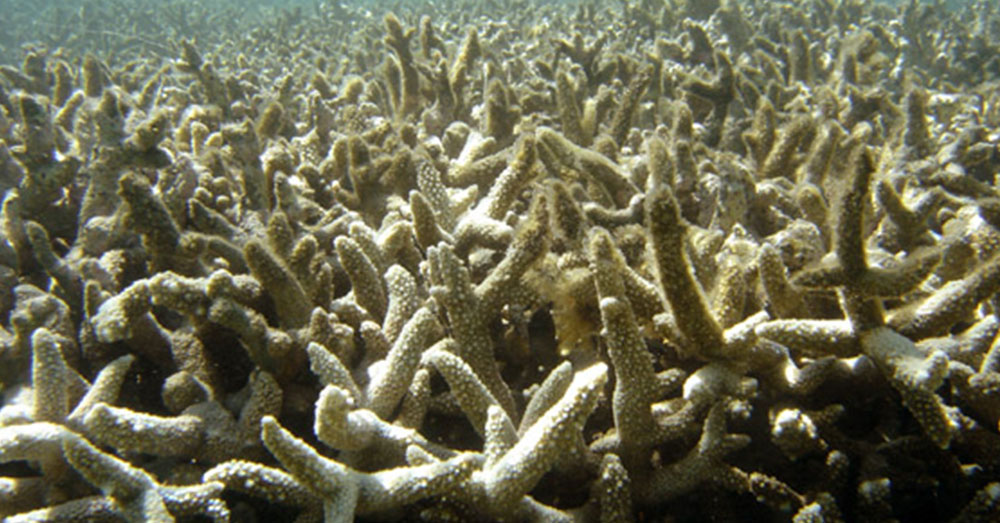 Source: Wikimedia Commons Many feared the Great Barrier Reef dead for good.