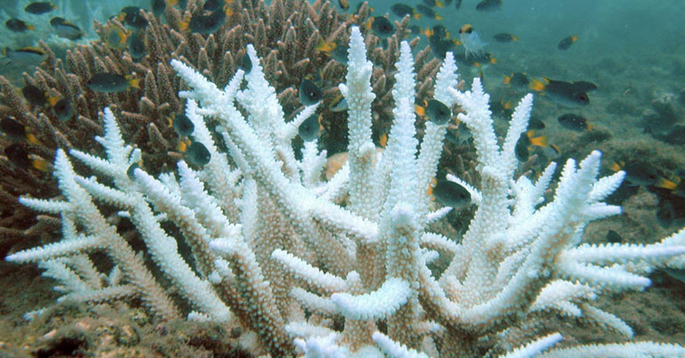 Source: Wikimedia Commons Coral bleaching takes a long time, and optimal conditions, to reverse.