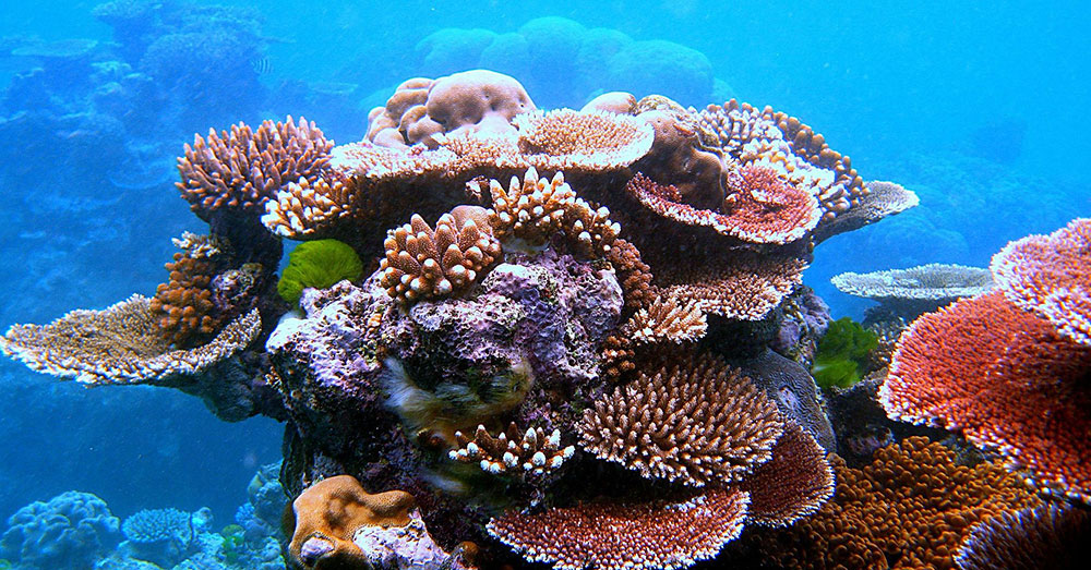Source: Wikimedia Commons There may be hope for this reef yet!