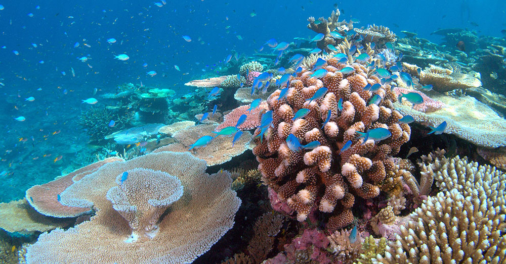 Source: Wikimedia Commons The once-healthy reef suffered a catastrophic die-off in 2016.