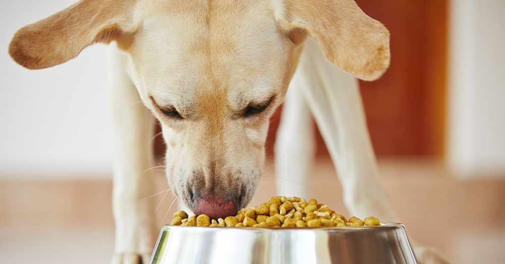 Source: PxHere 2- and 5-pound packages of Performance Dog frozen dog food have been recalled.