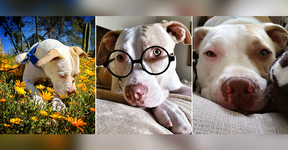 Source: Positively Woof