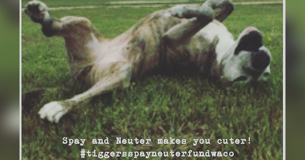 Source: Positively Woof