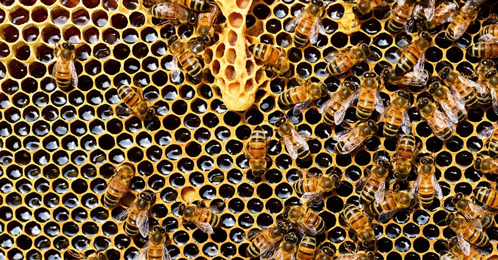 Source: PxHere Bees have been dyiong off in record numbers over the last decade.